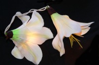 White Lily - fairy lights